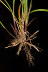 Fuzzy wuzzy sedge